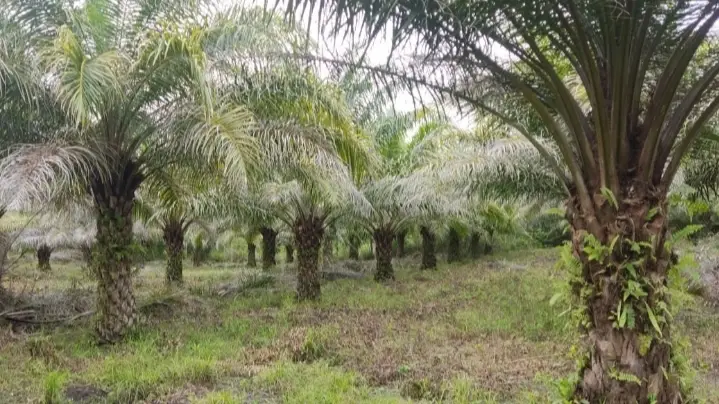 Cerita Petani Plasma PT.KLS, Miliki Penghasilan Puluhan Juta Perbulan